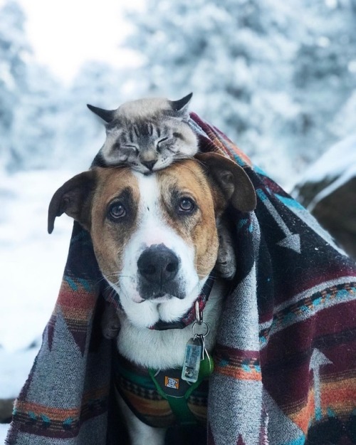 aww-so-pretty:Meet Henry The Colorado Dog and his best friend.