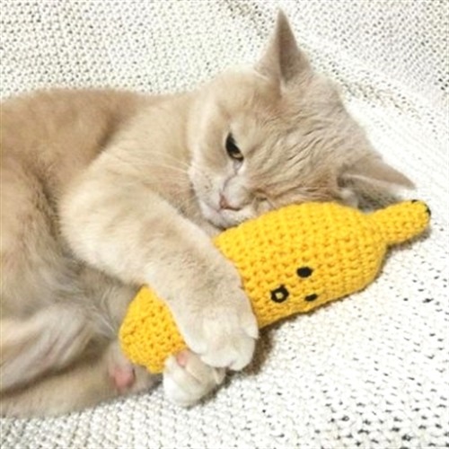 cutecatzone