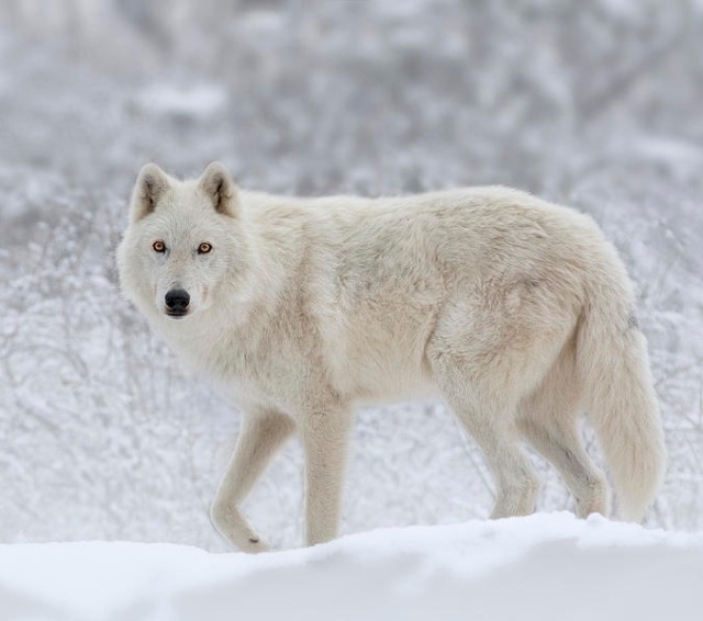 The Beauty of Wildlife