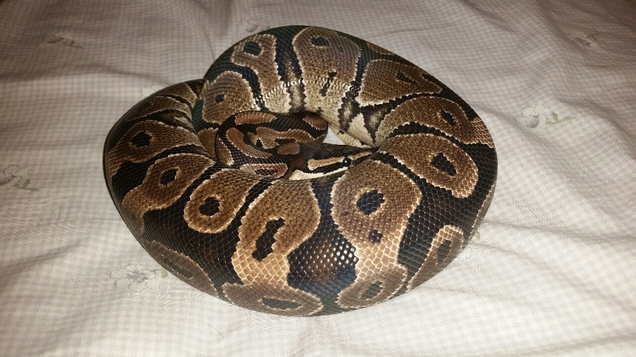 Ball Pythons: The Shedding Process - wheremyscalesslither