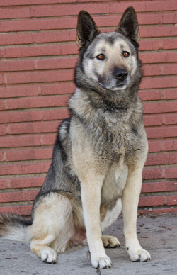 German Shepherd Husky Mix Tumblr