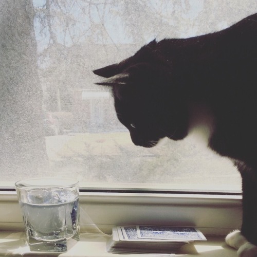 <p>The cat is bemused by my gin & tonic.</p>
