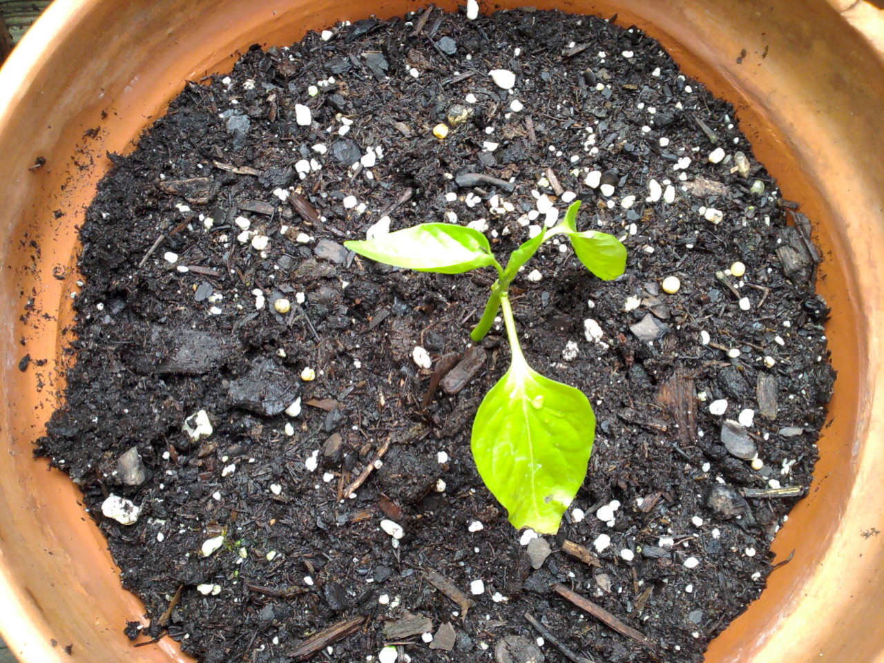 one tiny and somewhat unhappy pepper seedling in a terracotta pot