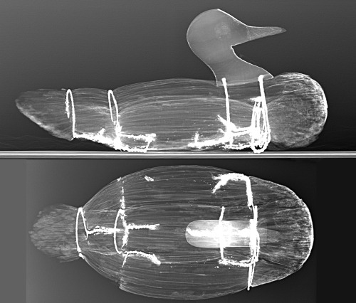 Two radiographs from that reed coot we were looking at...