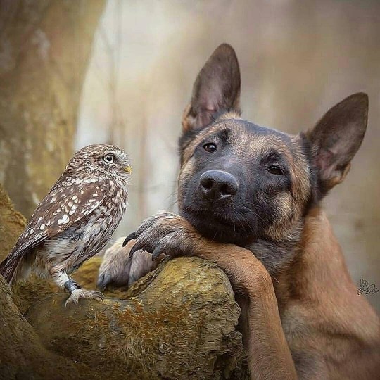 Lovely? Reblog will make doggy happy.
