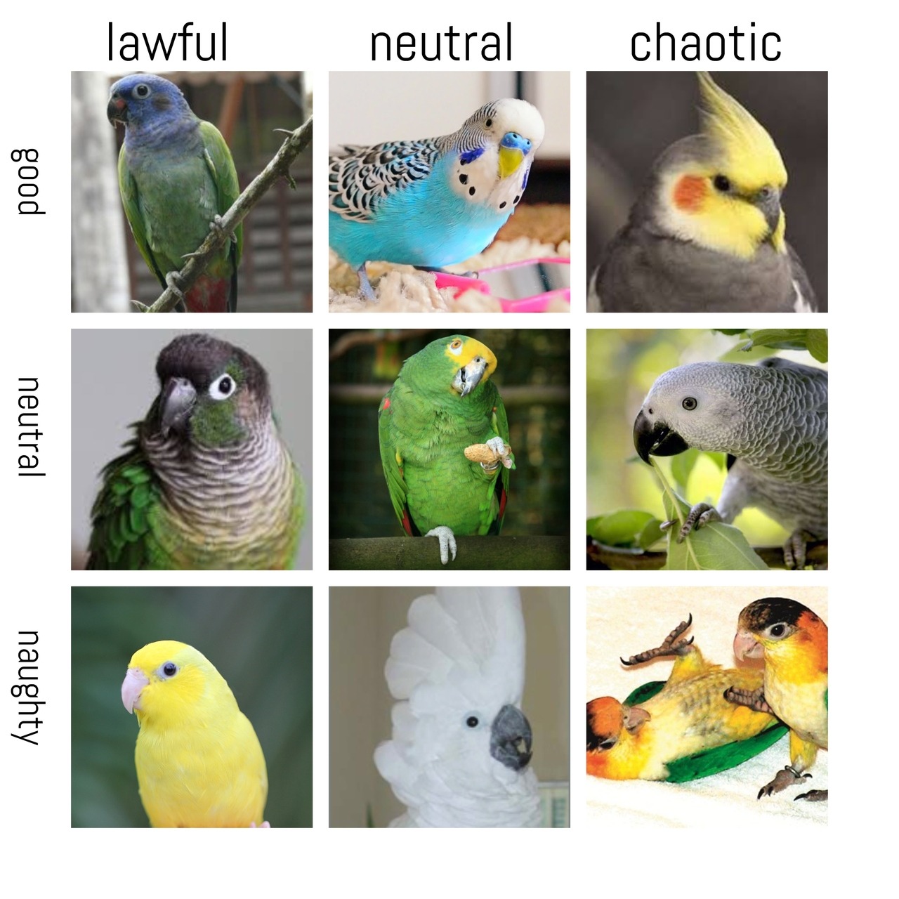 parrot alignment chart (note all parrots are... todays bird