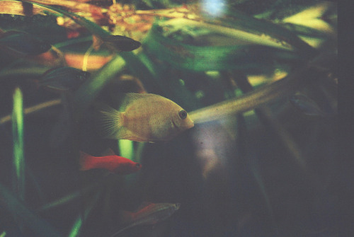 lomopotato:paulchilling by dr.deletraz on Flickr.