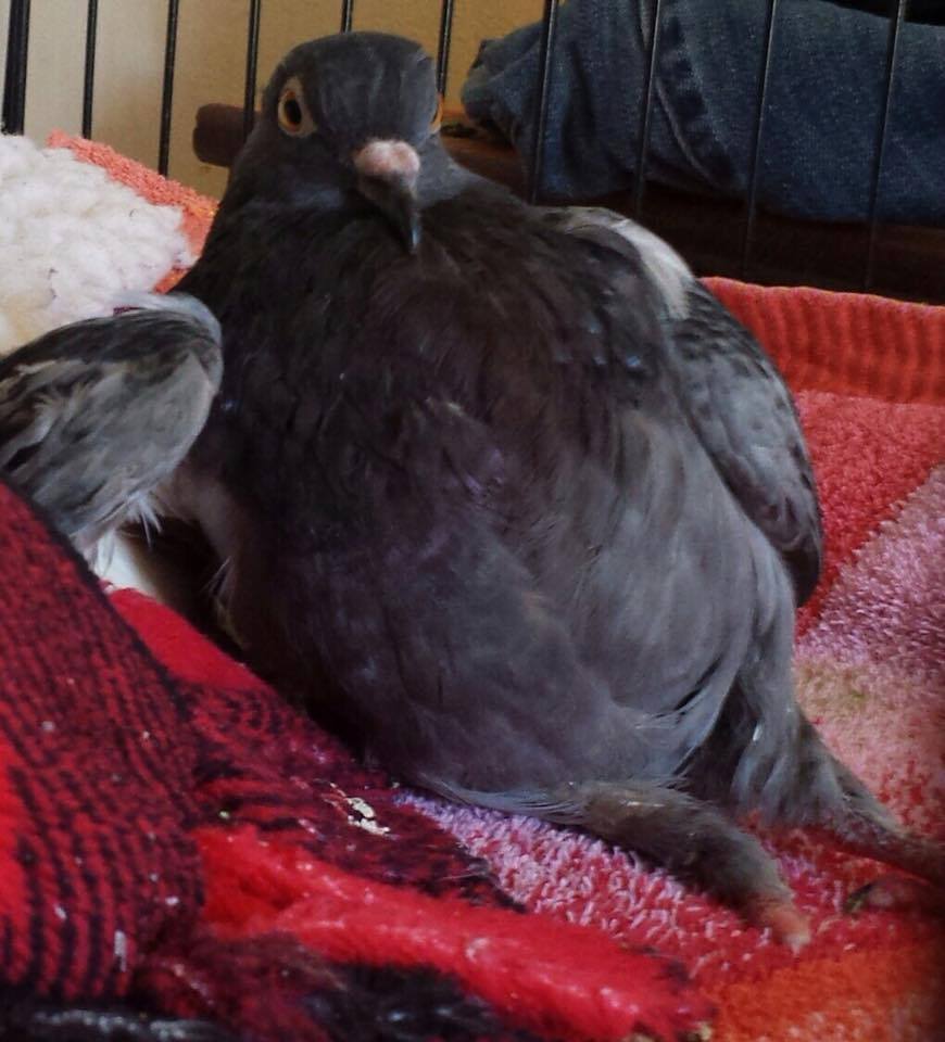 pigeon rescue near me uk pigeon rescue near me uk