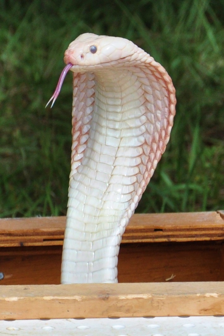 Loving Exotics — Albino Cobra Serpentes Source: Here