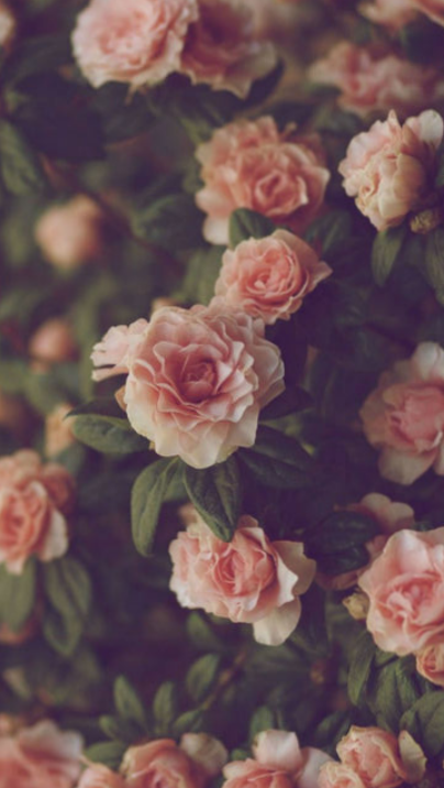 Flowers Wallpaper Tumblr