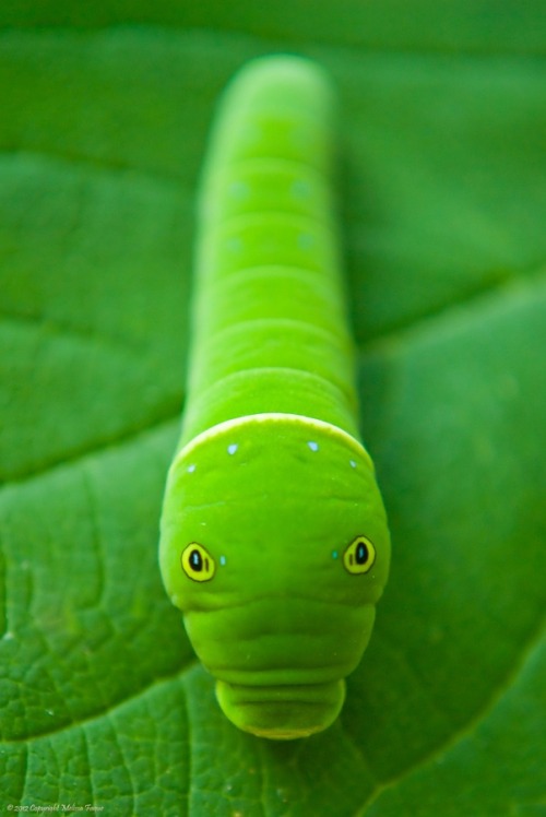 inchworm on Tumblr