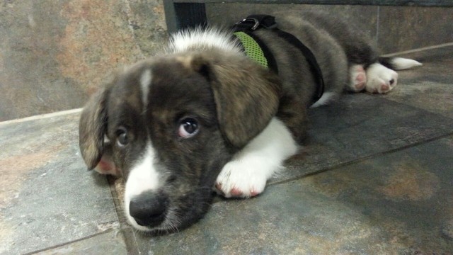 Tuckerific Corgi! — Quincy at his well puppy vet visit ...