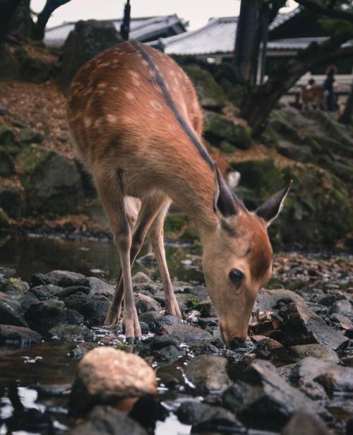 japanpix