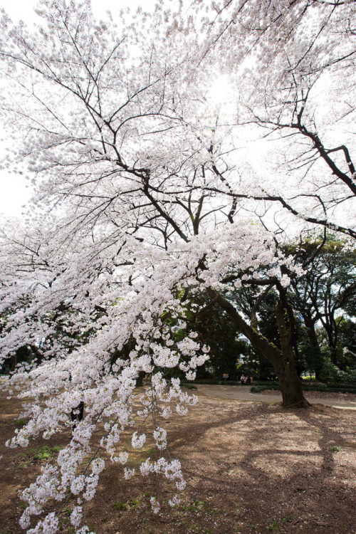 iesuuyr:Tokyo, Japan | Kirk Chantraine