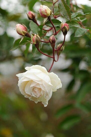 Te regalo una rosa - Página 12 Tumblr_o7ny3sCyL91rn3sq0o1_400