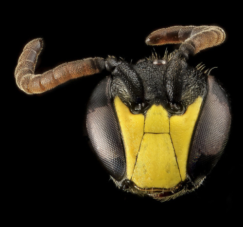 Hylaeus modestus. A male and one of my favorite shots (as you...