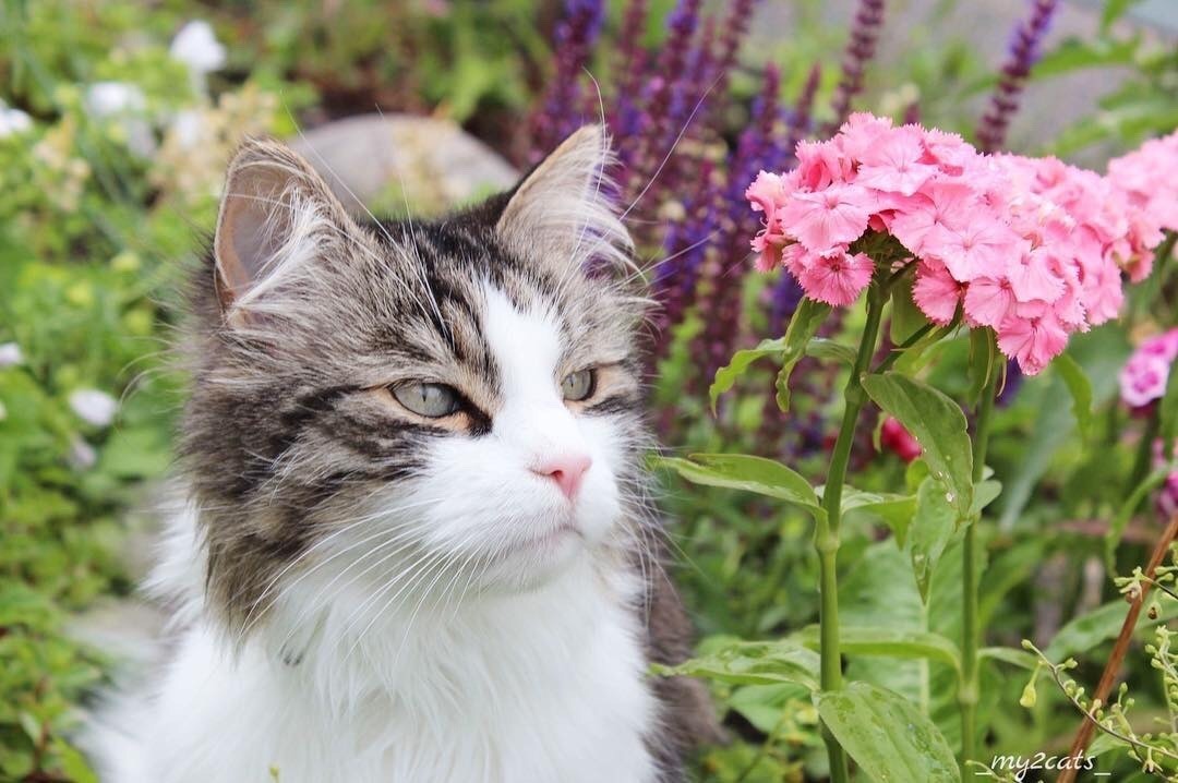 #cat from Animals are Friends