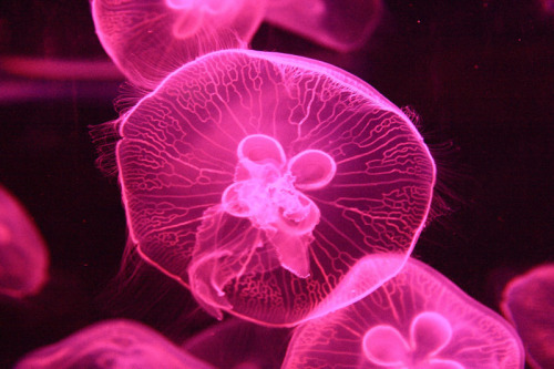 mooonjellies:ton.celi