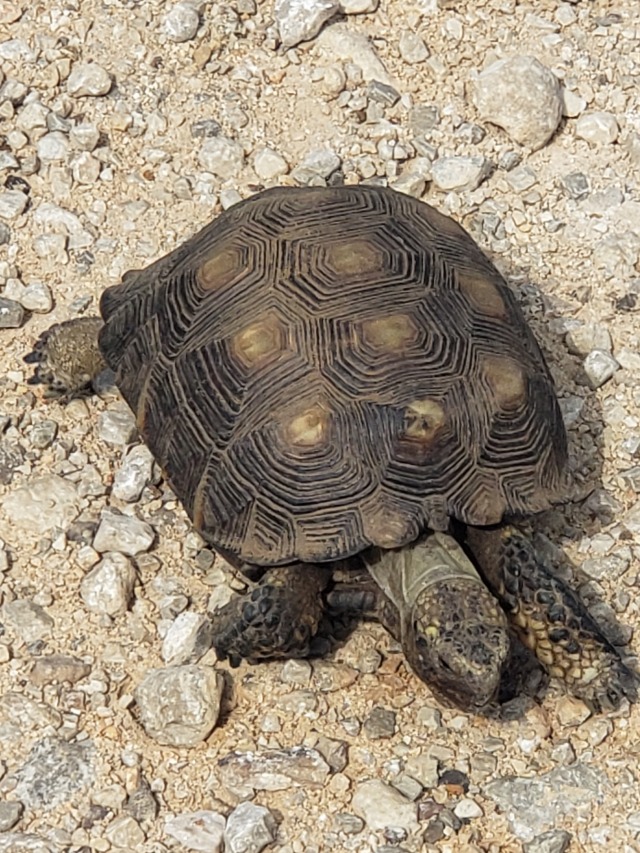 Rural Living — Texas Tortoise On The Ranch Road. Love South