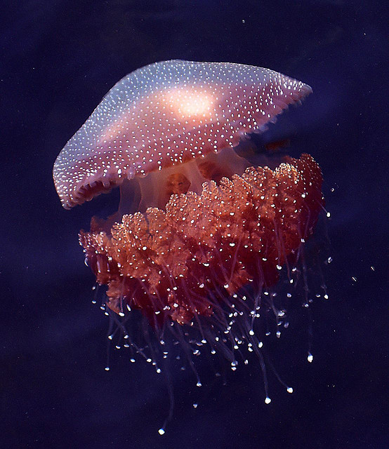 Nature and more: Australian Spotted Jellyfish - Phyllorhiza...