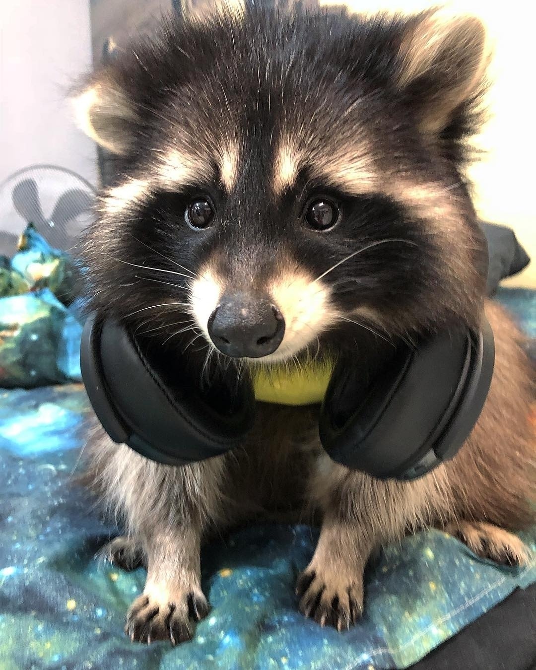 raccoonposting | Tumblr