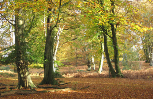 New Forest, Hampshire, England by east med wanderer