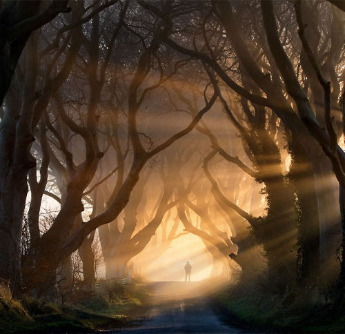 destynnee-realta:asylum-art:Magical Paths Begging To Be...