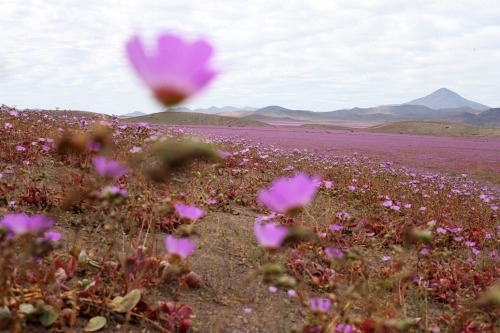 pleoros:Atacama desert by Mario Ruíz.