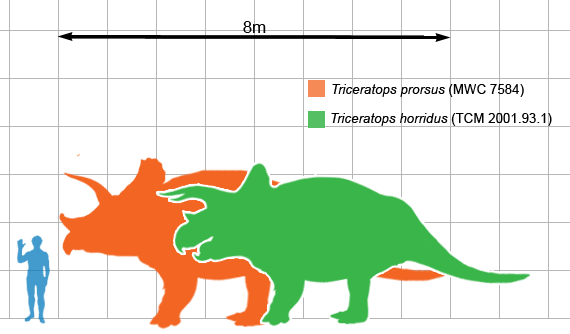 modern triceratops