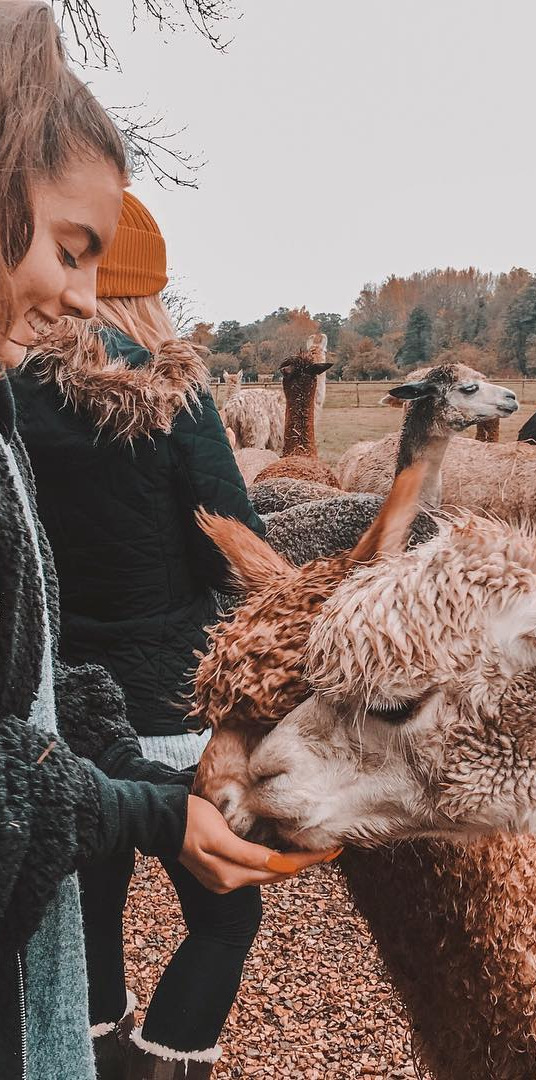 celebrity news, fashion models, wearing, blogger, style  Alpacas are better than humans 