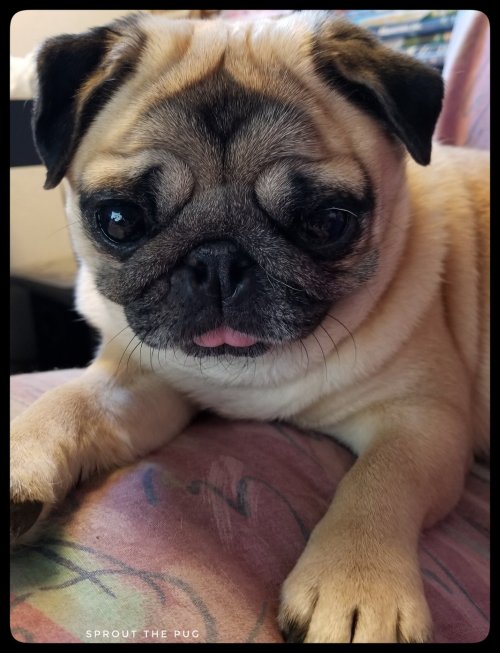 pugsandfrenchbulldogs