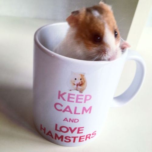 hamsters-in-cups