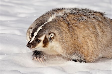 badger on Tumblr