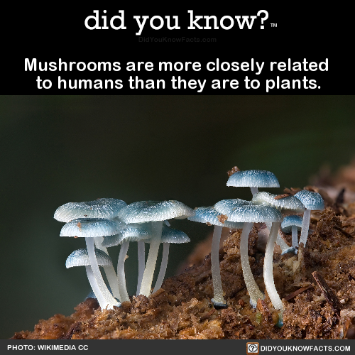 Interesting fact: Mushrooms are more closely related to humans than they are to...