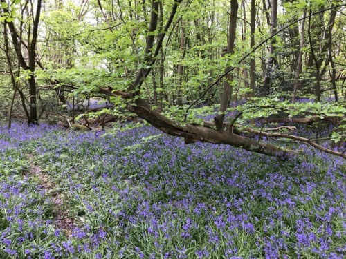 jillraggett:Plant of the DayMonday 30 April 2018The students...