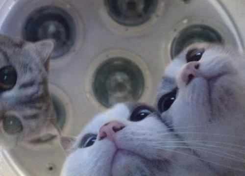 constantcaturday:Been Abducted by these alien cuties