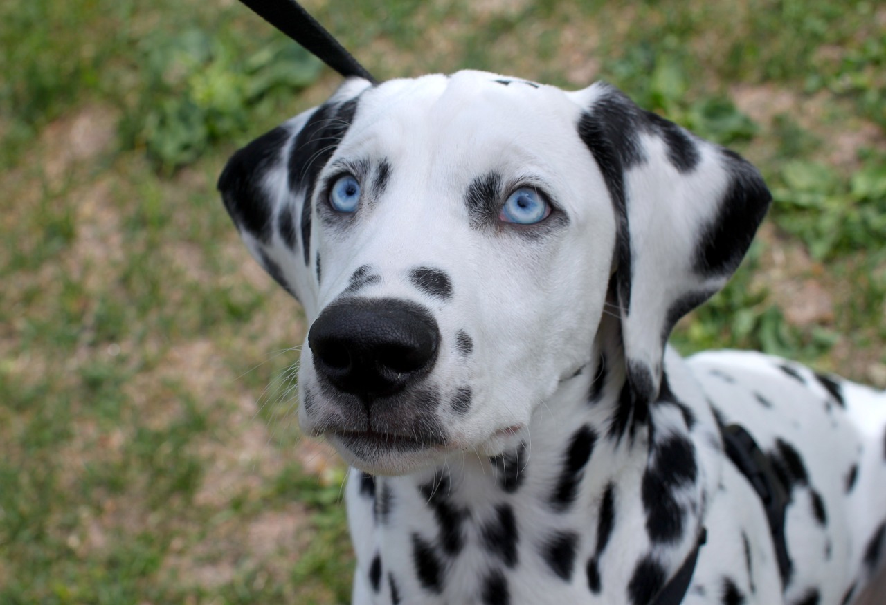 dogs of helsinki (Sulo, 17 week old Dalmatian “His blue eyes are...)