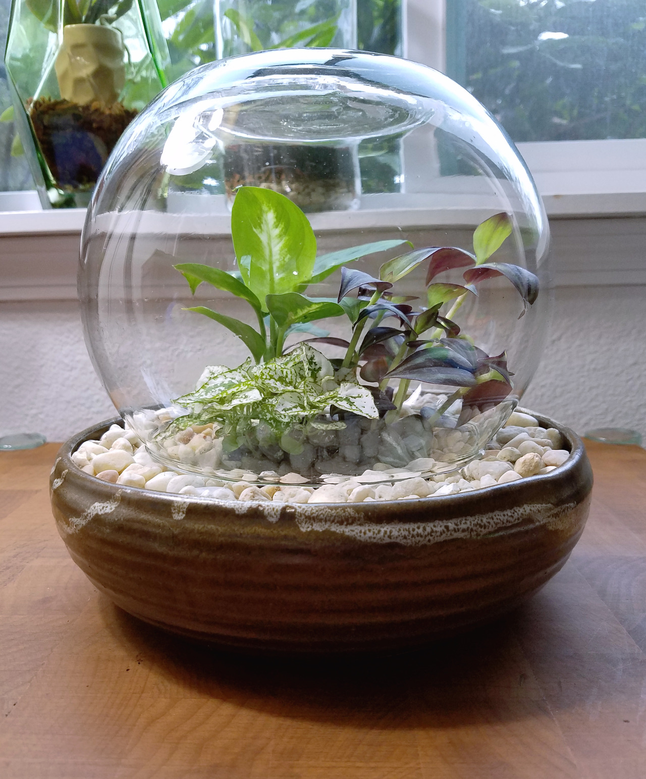 Life Behind The Glass — BubbleDish Terrarium