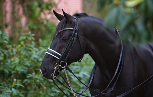 aviddiscoverer:Totilas, a Dutch Warmblood dressage horse