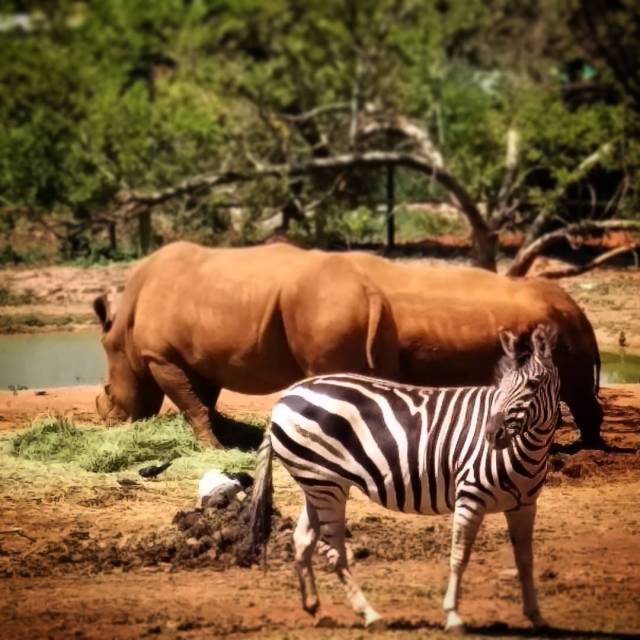 Thaplaceinmyhead — Look, a zebra. (at Pretoria, South Africa)