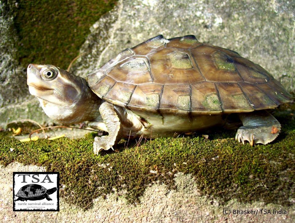 Three-striped Roofed Turtle (Batagur dhongoka) ... - Rhamphotheca