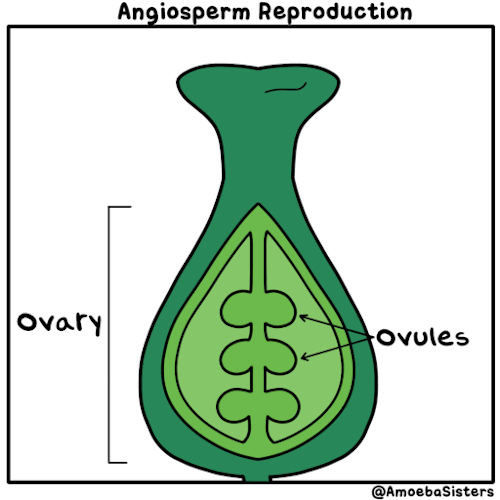 science biology gardening botany horticulture educational gif fruit vegetable studyblr studyspo studyhard studyspiration scied amoebasisters