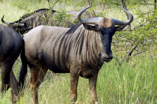 wapiti3:Blue wildebeest (Connochaetes taurinus)Arno Meintjes...