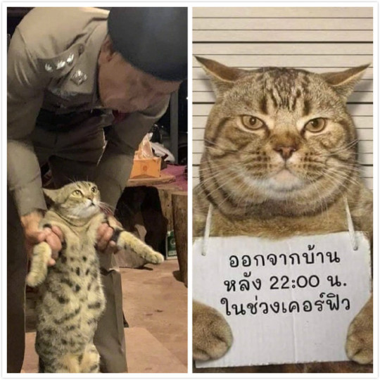 Thai police arrested a cat who violated the ban on going out at night.