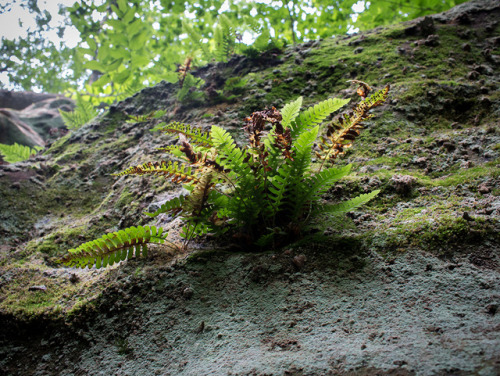 microcosmicobservations:Polypodium virginianum - 6/18 at...