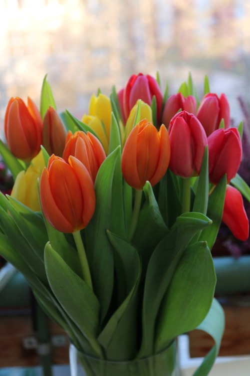 boschintegral-photo:Tulips♥