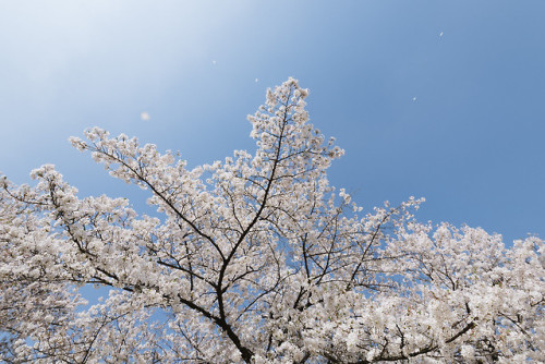 rjkoehler:Cherry blossoms at Jeongdok Library.