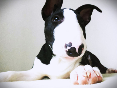 I just wuuuuuuuuv bullterriers!!