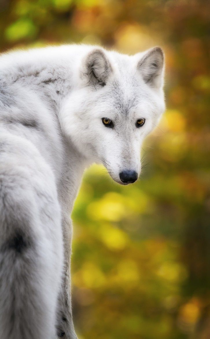 Eclectic like me — wildlifepower: WHITE WOLVES TIME!! Read More