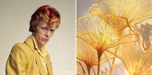 david-bowie-flowers:(1974)gallery tags (x)